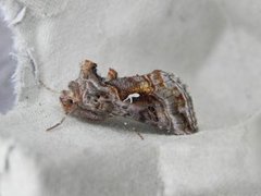 Gråbrunt metallfly (Autographa buraetica)