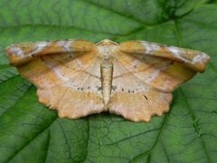 Lilac Beauty (Apeira syringaria)