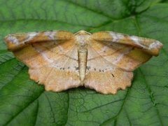 Fagermåler (Apeira syringaria)