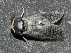 Goat Moth (Cossus cossus)