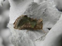 Mindre båndmetallfly (Diachrysia stenochrysis)