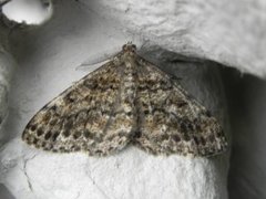 Satin Beauty (Deileptenia ribeata)