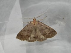 Skogviftefly (Zanclognatha lunalis)