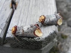 Buff-tip (Phalera bucephala)