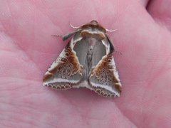 Buff Arches (Habrosyne pyritoides)