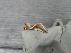 Buff Arches (Habrosyne pyritoides)