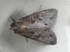 Pale Shining Brown (Polia bombycina)