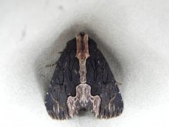 Bird's Wing (Dypterygia scabriuscula)