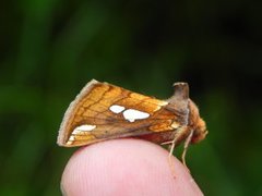 Langstreket metallfly (Plusia festucae)