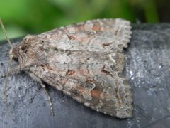Pale Shining Brown (Polia bombycina)