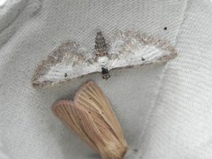 Burotdvergmåler (Eupithecia succenturiata)
