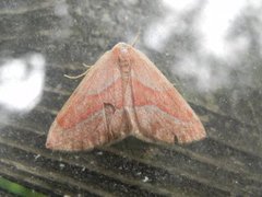 Barred Red (Hylaea fasciaria)
