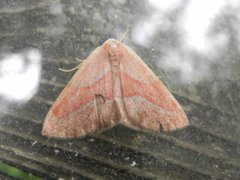 Barskogmåler (Hylaea fasciaria)