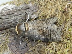 Goat Moth (Cossus cossus)