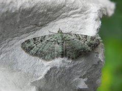Green Pug (Pasiphila rectangulata)