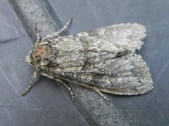 Grey Arches (Polia nebulosa)