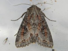 Pale Shining Brown (Polia bombycina)