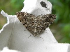 Satin Beauty (Deileptenia ribeata)
