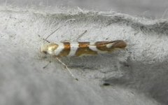 Oreblomstmøll (Argyresthia goedartella)