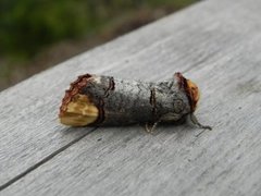 Oksehodespinner (Phalera bucephala)