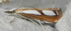 Treflekket nebbmott (Catoptria permutatellus)