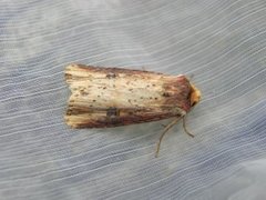 Flame (Axylia putris)