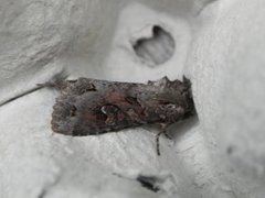 Pale Shining Brown (Polia bombycina)