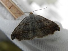 Sigdfly (Laspeyria flexula)