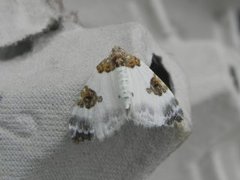 Blue-bordered Carpet (Plemyria rubiginata)