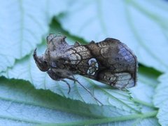 Tyrihjelmfly (Polychrysia moneta)