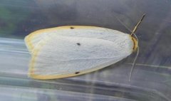Four-dotted Footman (Cybosia mesomella)