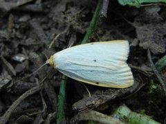 Four-dotted Footman (Cybosia mesomella)