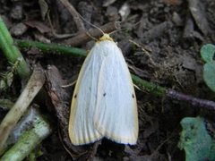 Four-dotted Footman (Cybosia mesomella)