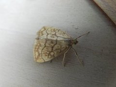 Chequered Straw (Evergestis pallidata)