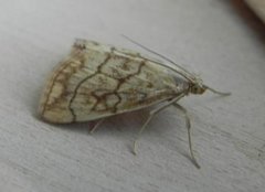 Chequered Straw (Evergestis pallidata)