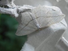 Grå syremåler (Timandra griseata)