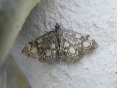 Elder Pearl (Anania coronata)