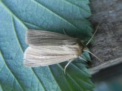 Brungult gressfly (Mythimna impura)