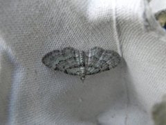 Bilberry Pug (Pasiphila debiliata)