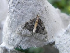 Springfrødråpemåler (Ecliptopera capitata)