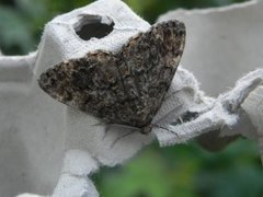 Satin Beauty (Deileptenia ribeata)