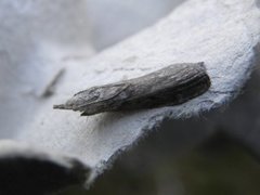 Bee Moth (Aphomia sociella)