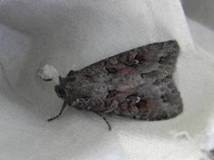 Pale Shining Brown (Polia bombycina)