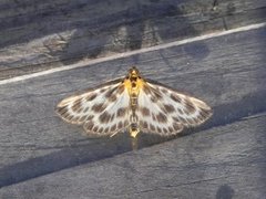 Small Magpie (Anania hortulata)