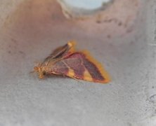 Gold Triangle (Hypsopygia costalis)