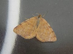 Rannoch Looper (Macaria brunneata)