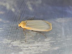 Buff Footman (Eilema depressa)