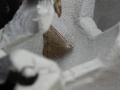 Gråbrunt viftefly (Herminia tarsipennalis)