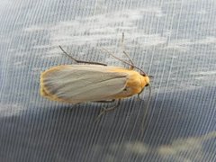Buff Footman (Eilema depressa)
