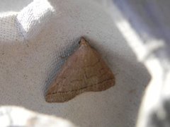 The Fan-foot (Herminia tarsipennalis)